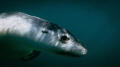   Grace.Australian sea lion flirts camera Hopkins Island South Australia. Grace. Grace Australia  
